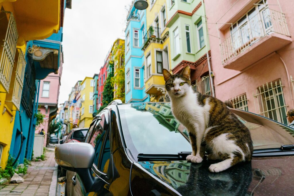 Turkey 